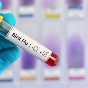 Bird Flu: Symptoms, Treatment, and Prevention